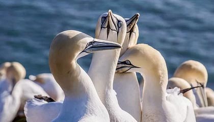 开云体育_ 专业游泳选手的训练秘籍与饮食原则，游泳运动员开肩