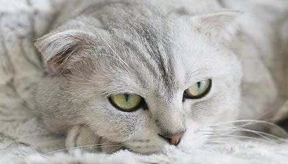 开云体育_ NBA中的心理战术：教练如何影响球员心态？，nba教练员训练指南