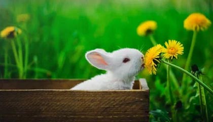 开云体育_ NBA中的小球战术：如何颠覆传统？，nba小球阵容